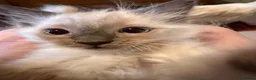 Ragdoll cats for sale: Ready Now Ragdoll Kittens - Advert 4
