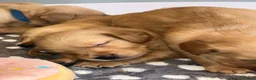 Golden Retriever dogs for sale: KC Fox Red Golden Retriever Puppies  - Advert 25
