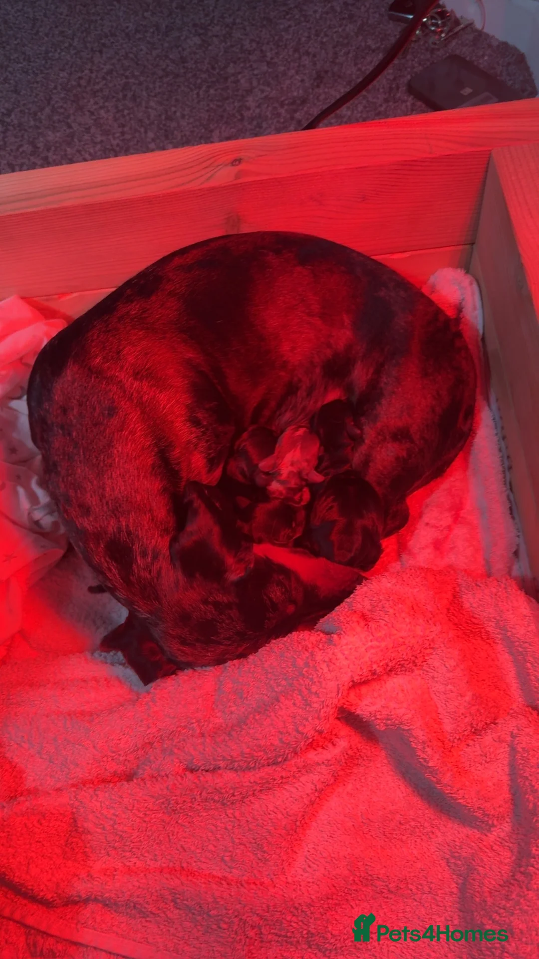 Miniature Dachshund dogs for sale: Miniature Dachshund  - Advert 8