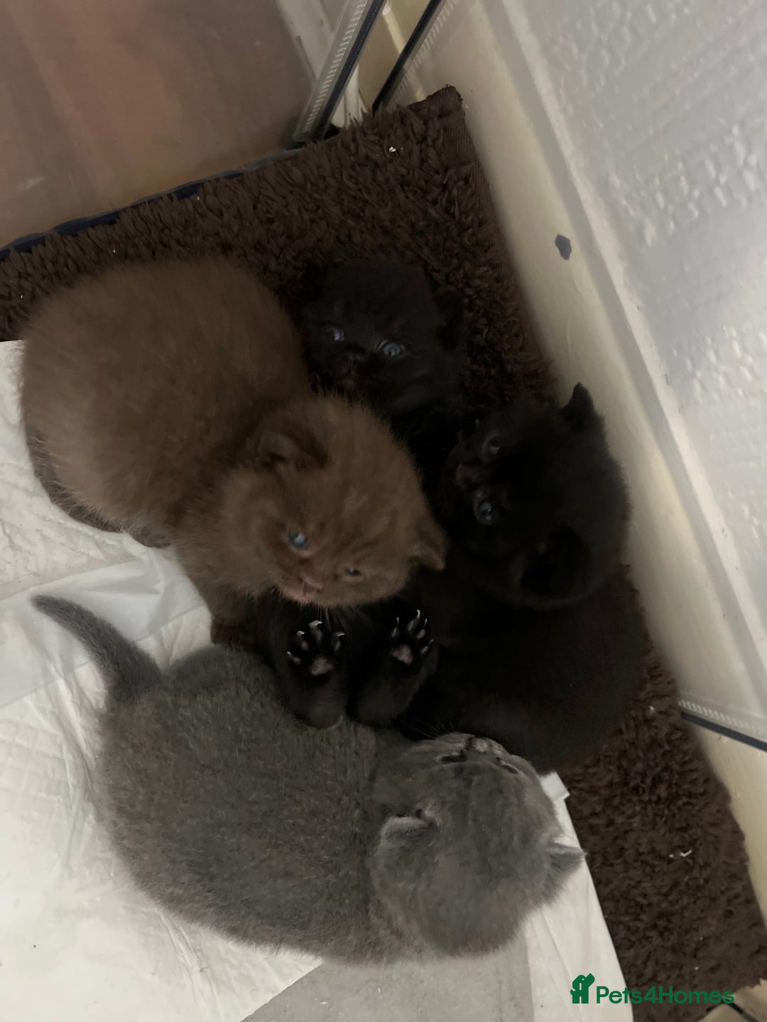 British Shorthair cats for sale: British short hair kittens - Image 17