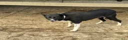 Border Collie dogs for sale: Gorgeous Lilac and white collie pups  - Advert 8