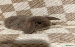 French Lop rabbits for sale: 𝐌𝐈𝐍𝐈 𝐗 𝐅𝐑𝐄𝐍𝐂𝐇 𝐅𝐎𝐑 𝐑𝐄𝐒𝐄𝐑𝐕𝐄 - Image 2