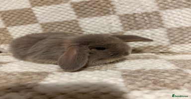 French Lop rabbits - Advert 1