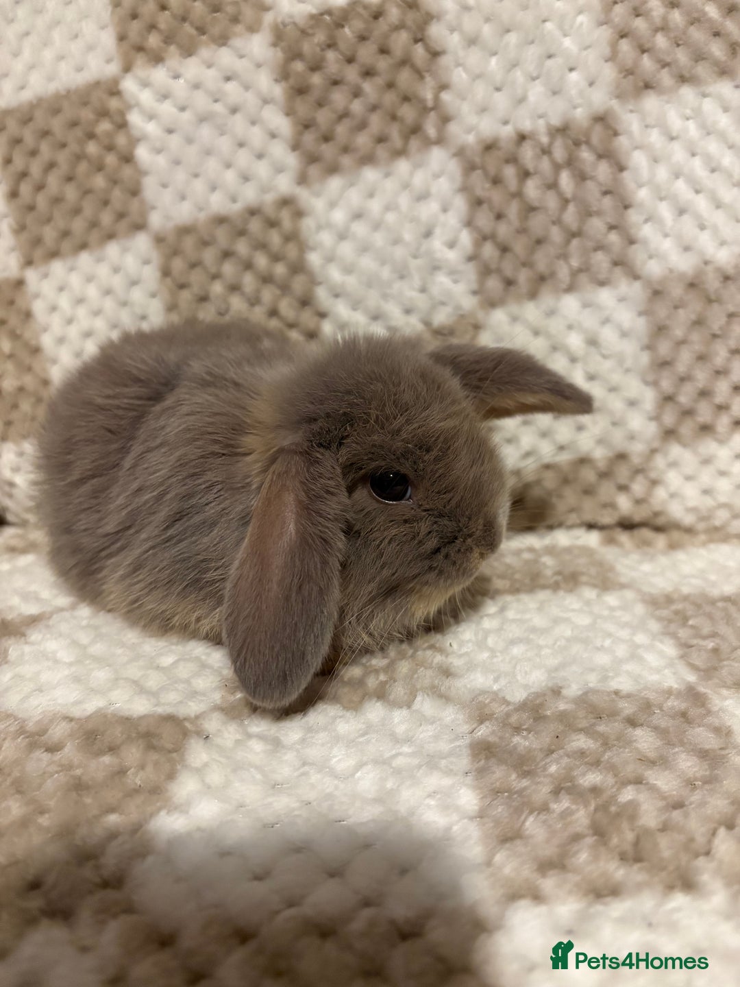 French Lop rabbits for sale: 𝐌𝐈𝐍𝐈 𝐗 𝐅𝐑𝐄𝐍𝐂𝐇 𝐅𝐎𝐑 𝐑𝐄𝐒𝐄𝐑𝐕𝐄 - Image 2