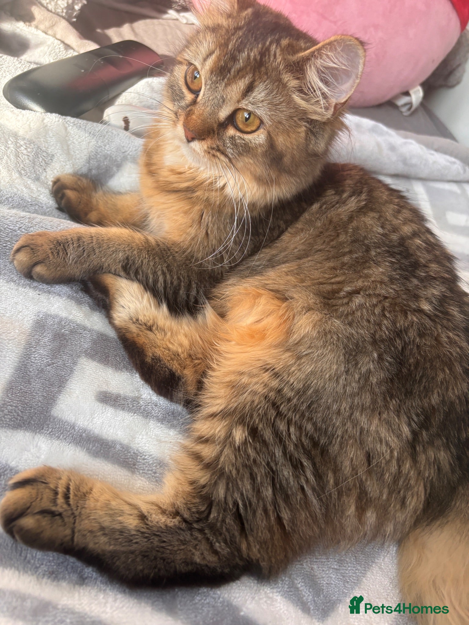 Mixed Breed cats URGENT GIRL NEED GOOD REHOMING - Advert 1