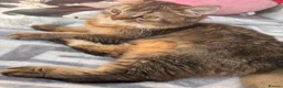 Mixed Breed cats for sale: URGENT GIRL NEED GOOD REHOMING in Bromley - Advert 1