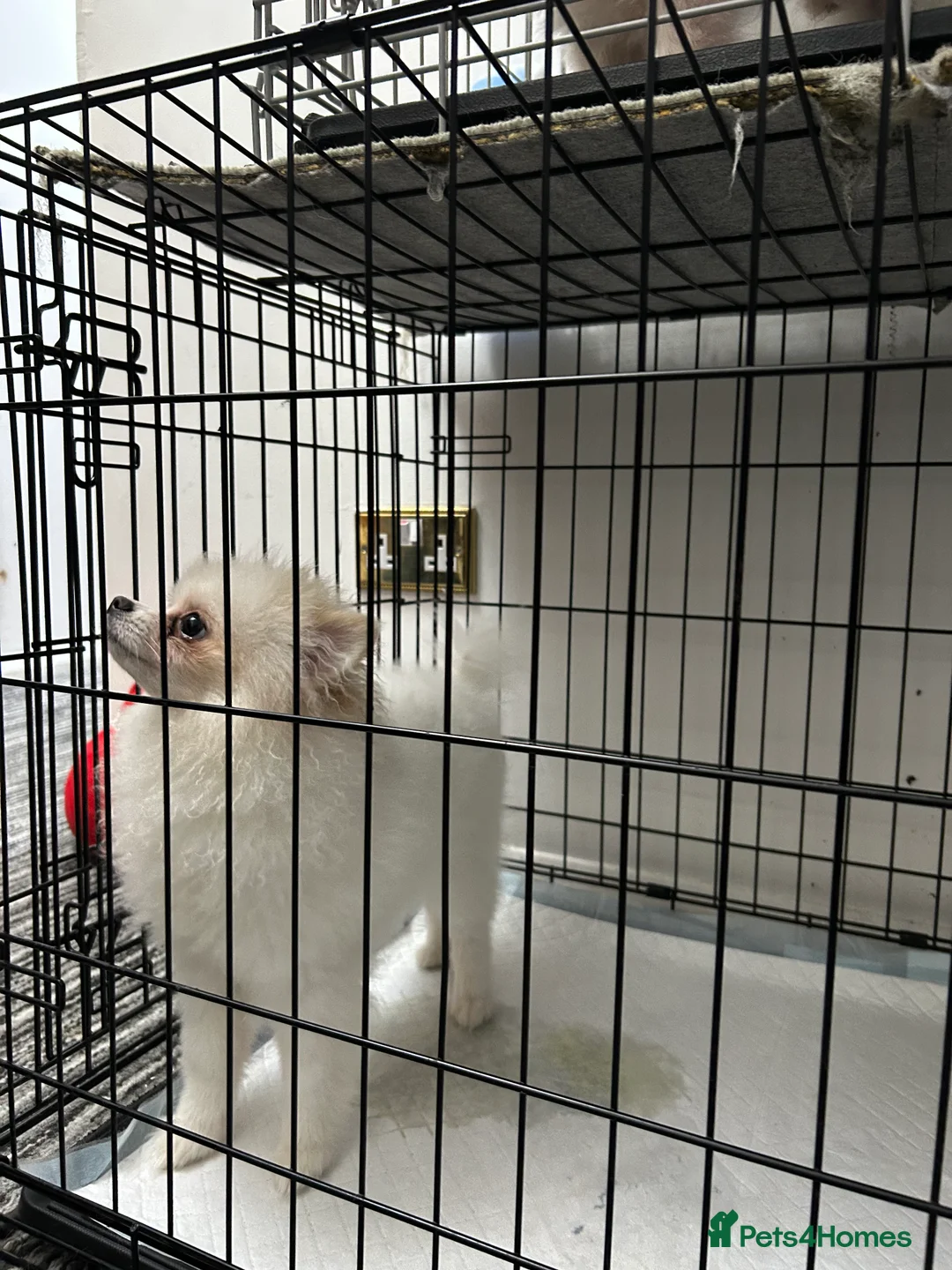 Pomeranian dogs for sale: Pomeranian Female Ready - Advert 10