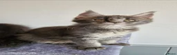 Maine Coon cats for sale: READY FOR COLLECTION  TICA registered kittens - Advert 8