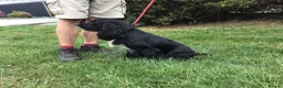 Cocker Spaniel dogs for sale: Gorgeous little working cocker spaniel girl - Advert 11