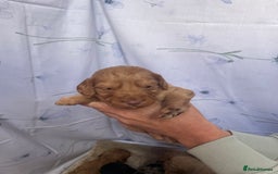 Cockapoo dogs for sale: F1 cockapoo puppies - Image 10