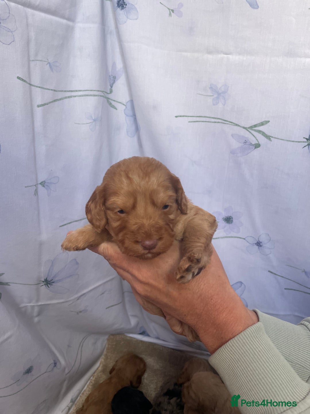 Cockapoo dogs for sale: F1 cockapoo puppies - Image 10
