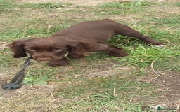 Cocker Spaniel dogs for sale: Kc registered cocker spaniel puppies - Image 1