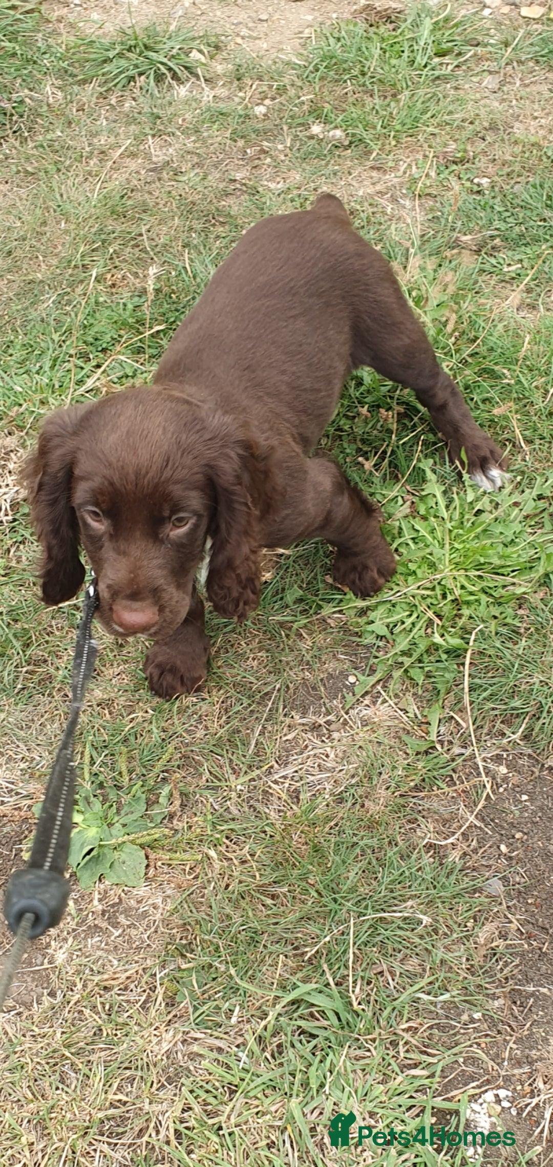 Cocker Spaniel dogs for sale: Kc registered cocker spaniel puppies - Image 1