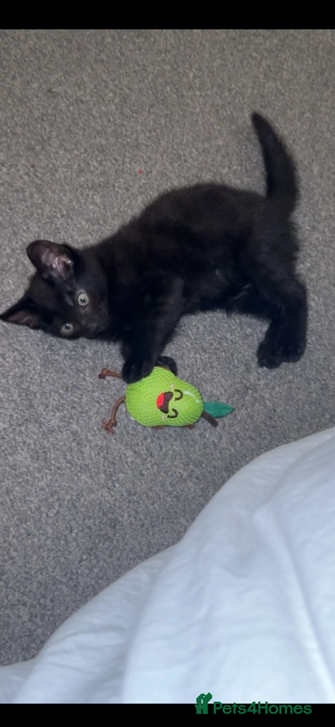 British Shorthair cats for sale: 5 beautiful boys for sale  - Advert 2