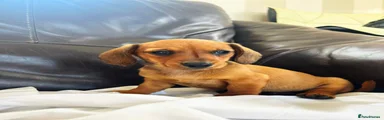 Miniature Dachshund Puppy 3