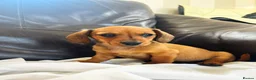 Miniature Dachshund dogs for sale: Kc reg pra clear - Advert 2