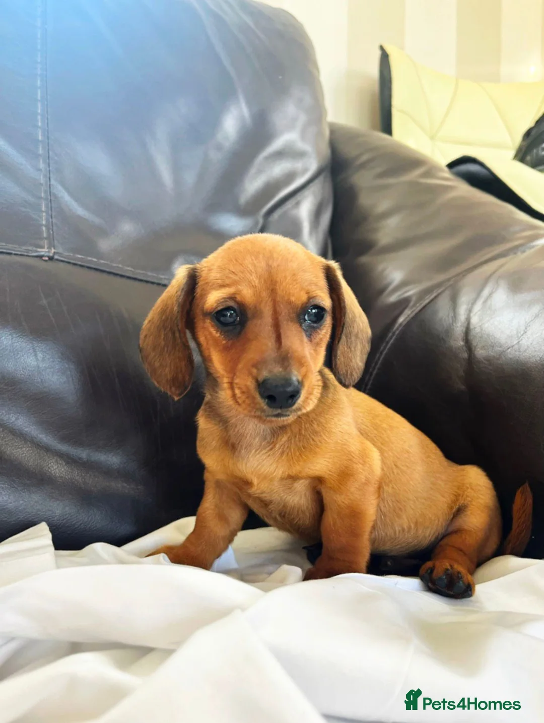 Miniature Dachshund dogs for sale: Kc reg pra clear - Advert 2