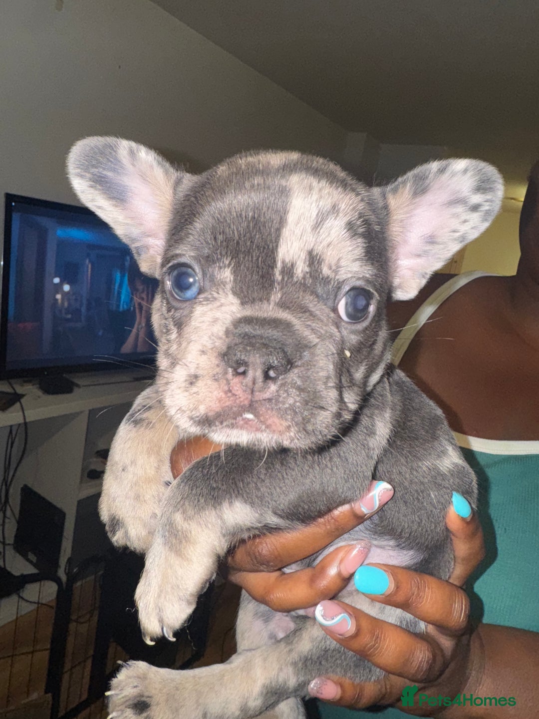French Bulldog dogs for sale: Fluffy Gene Carrying Frenchies - Image 3