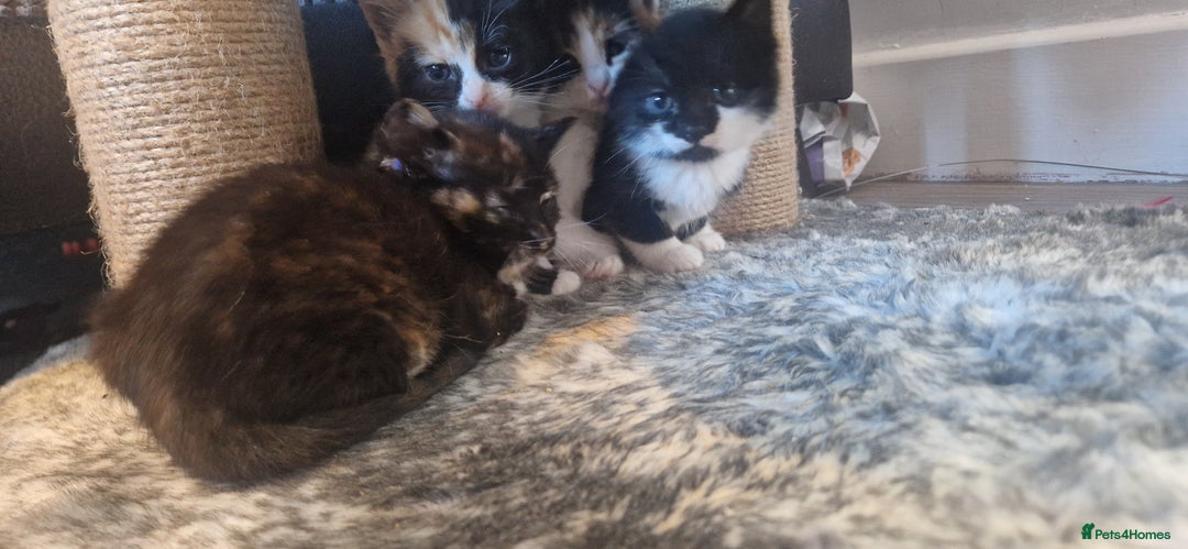 Mixed Breed cats for sale: Litter of 6 healthy beautiful kittens - Image 10
