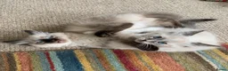 Ragdoll cats for sale: Ragdoll Kittens in Boncath - Advert 11