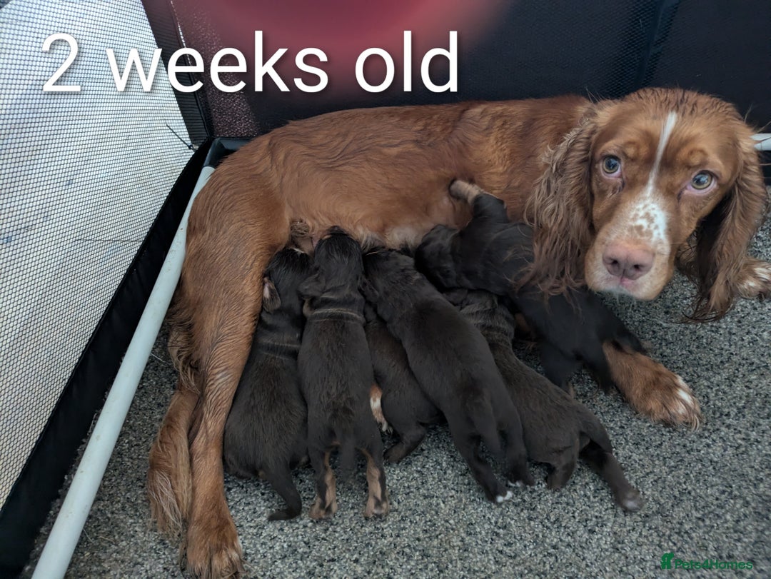 Cocker Spaniel dogs for sale: Chocolate/Chocolate Tan working cocker pups - Advert 10