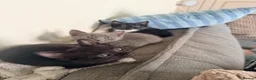 American Shorthair cats for sale: Cute black and grey kittens  in Northampton - Advert 38