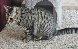 British Shorthair cats for sale: Two male tabby kittens  - Image 3