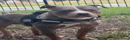 American Bully dogs for stud: Merle Pocket Bully for STUD *Thor* - Advert 2