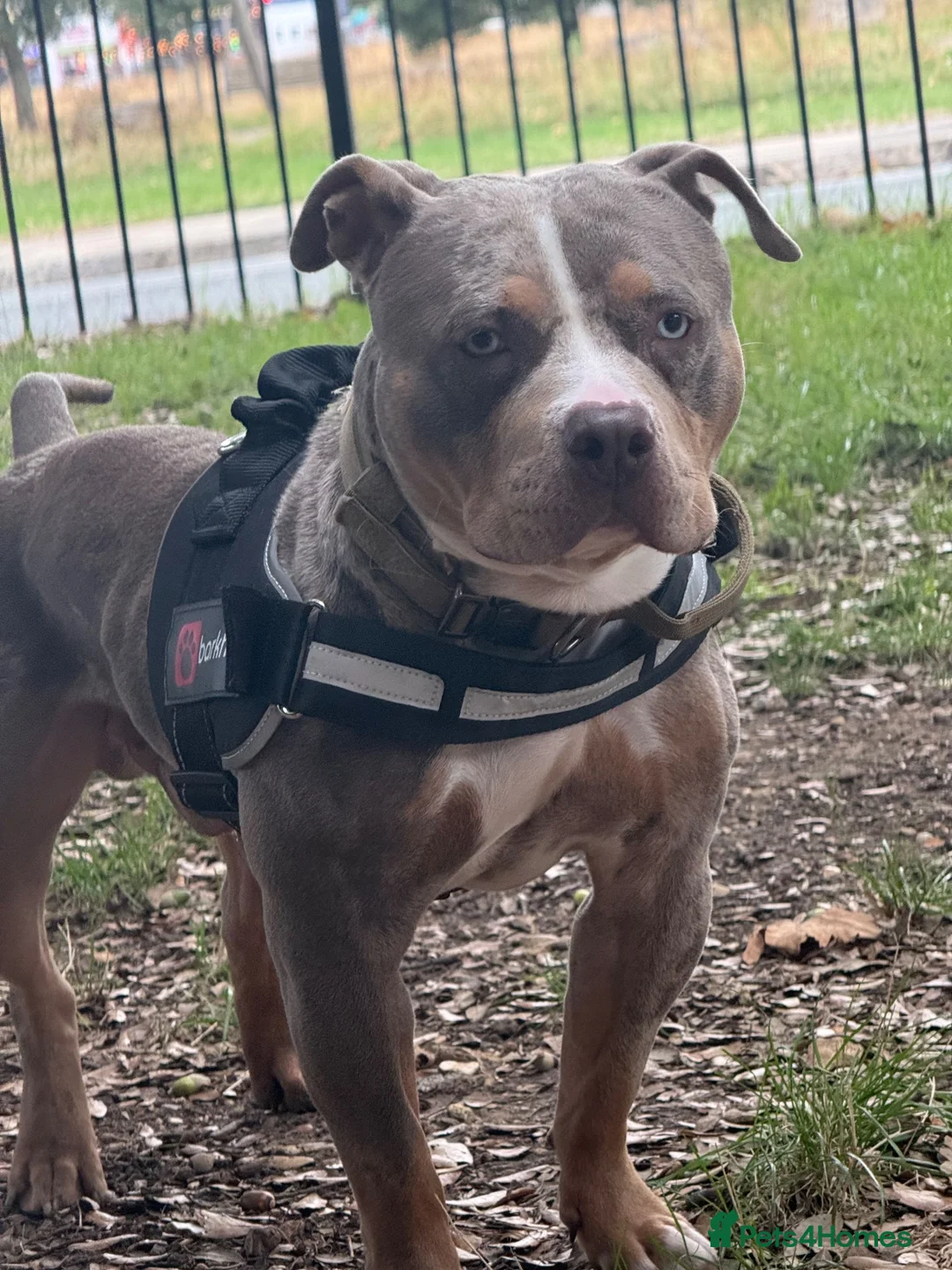 American Bully dogs for stud: Merle Pocket Bully for STUD *Thor* - Advert 2