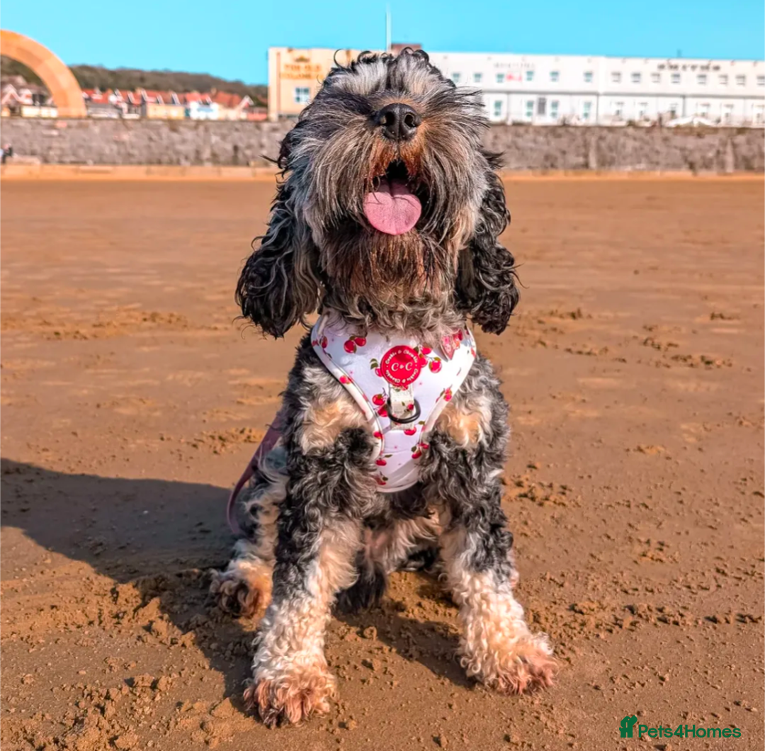 Cockapoo dogs for sale: Rehoming beloved family pet - Image 3