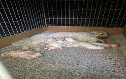 Bichon Frise dogs for sale: Bichon frise  - Image 1