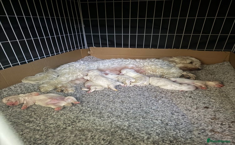 Bichon Frise dogs - Advert 1