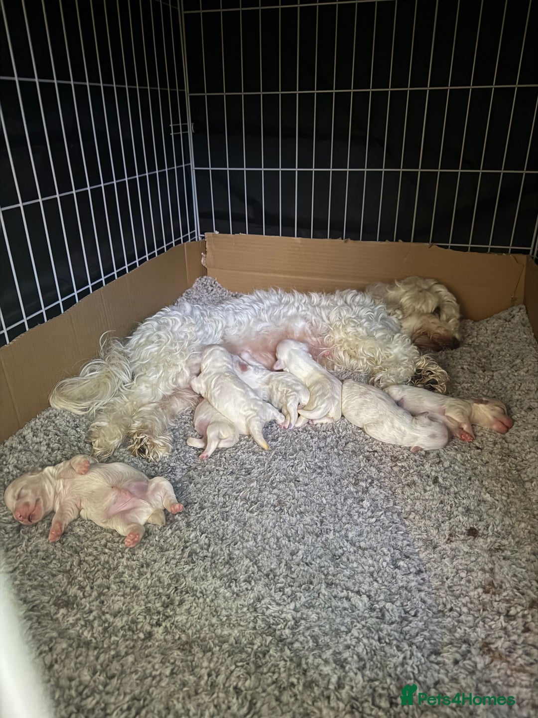 Bichon Frise dogs for sale: Bichon frise  - Image 1