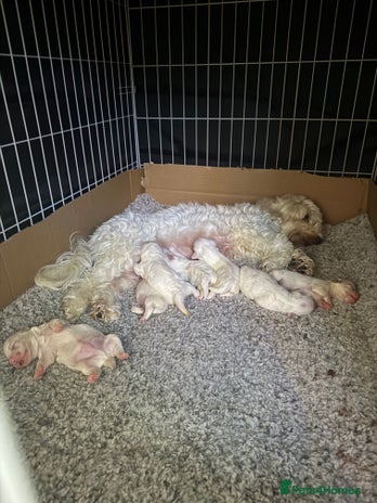 Bichon Frise dogs - Advert 1