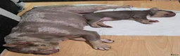 French Bulldog dogs for sale: Beautiful French bulldog girl  - Advert 5
