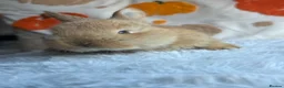 Continental Giant rabbits for sale: Continental giants  - Advert 7