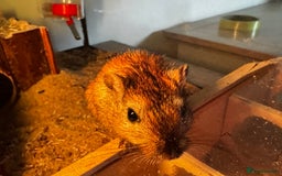 Gerbil rodents for sale: PAIR OF MALE GERBILS - 6mo tame 1 brown 1 white  - Image 9