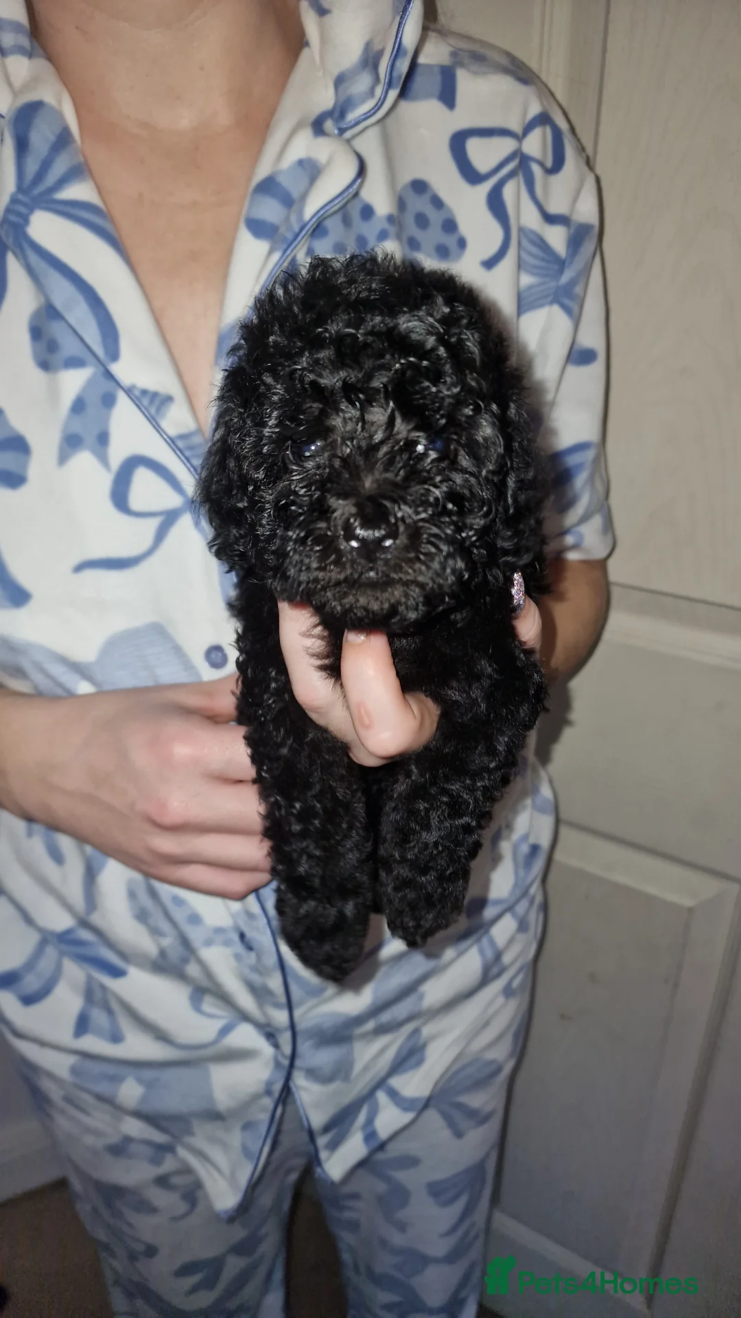 Miniature Poodle dogs for sale: Miniature poodle puppies  - Advert 2