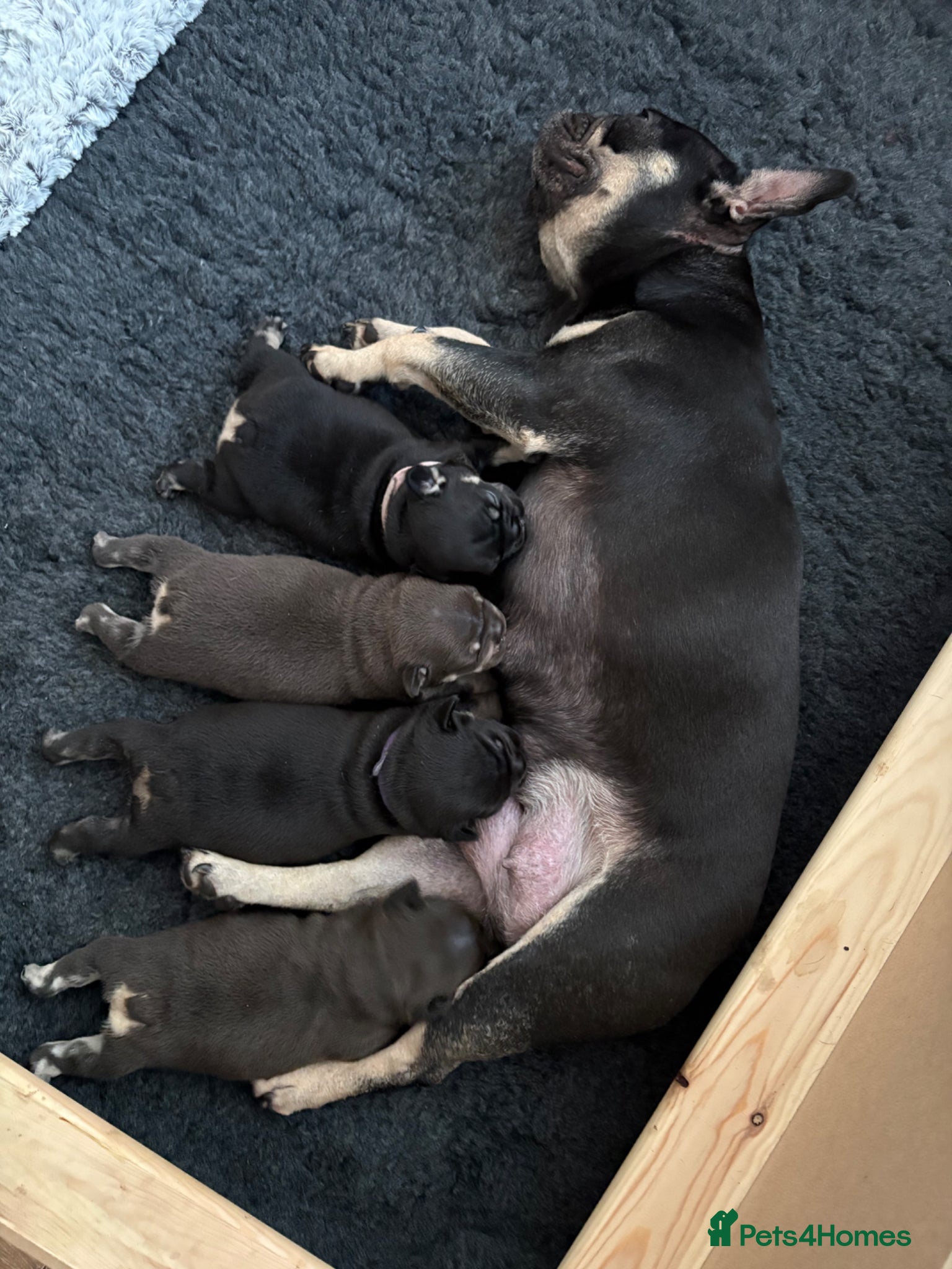 French Bulldog dogs 💙Pedigree French Bulldog- last male!💙 - Advert 2