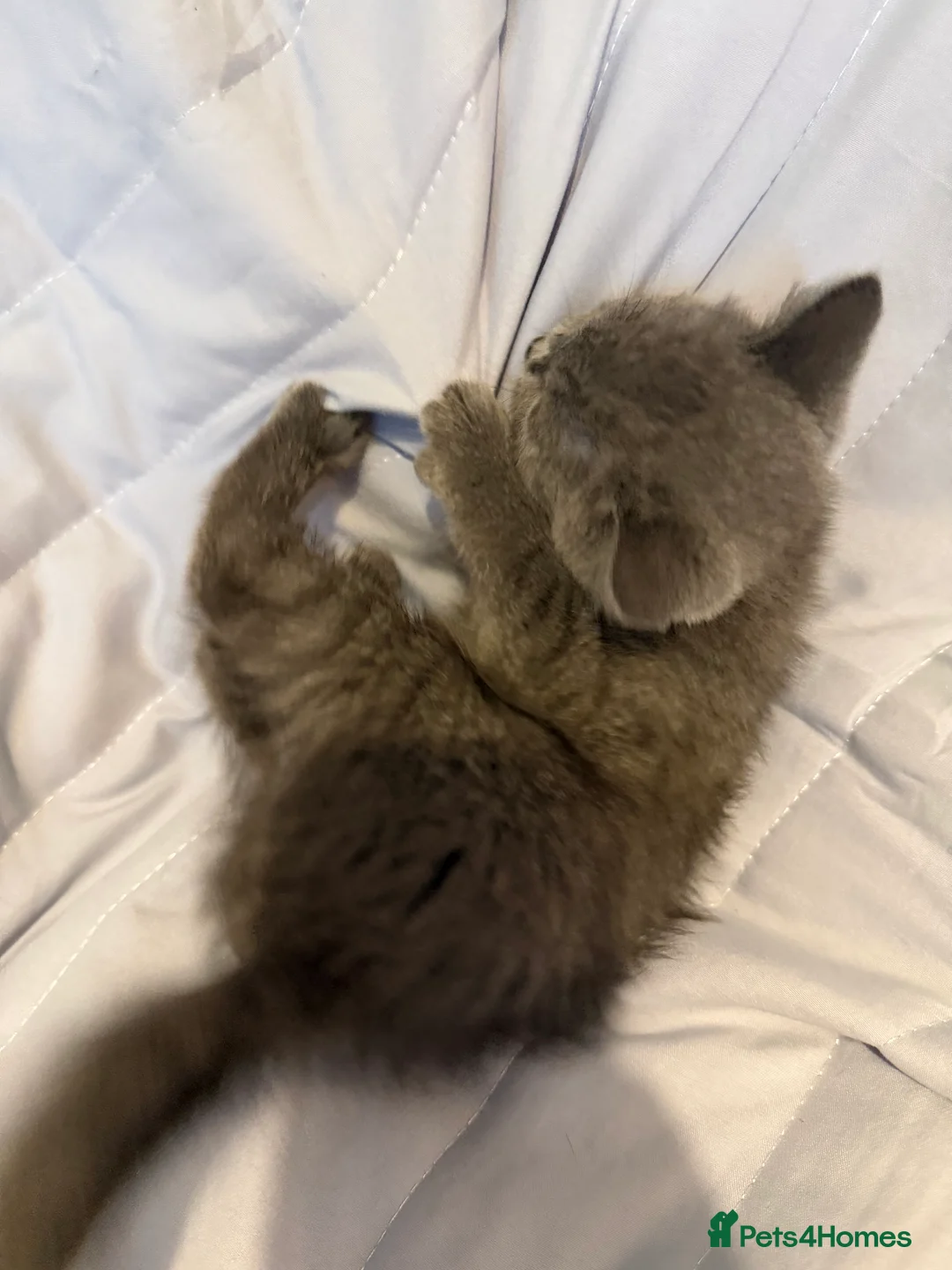 British Shorthair cats for sale: Pedigree BSH British cat kittens  - Advert 21