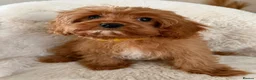 Cavapoo dogs for sale: Cavapoo Puppies in Sunderland - Advert 5