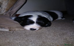 Mixed Breed dogs for sale: Springer spaniel x bearded collie female pups x2 - Image 6