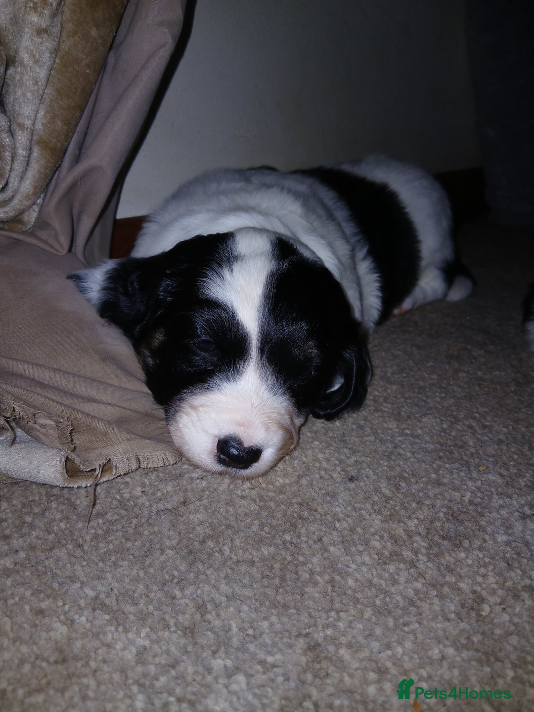 Mixed Breed dogs for sale: Springer spaniel x bearded collie female pups x2 - Image 6