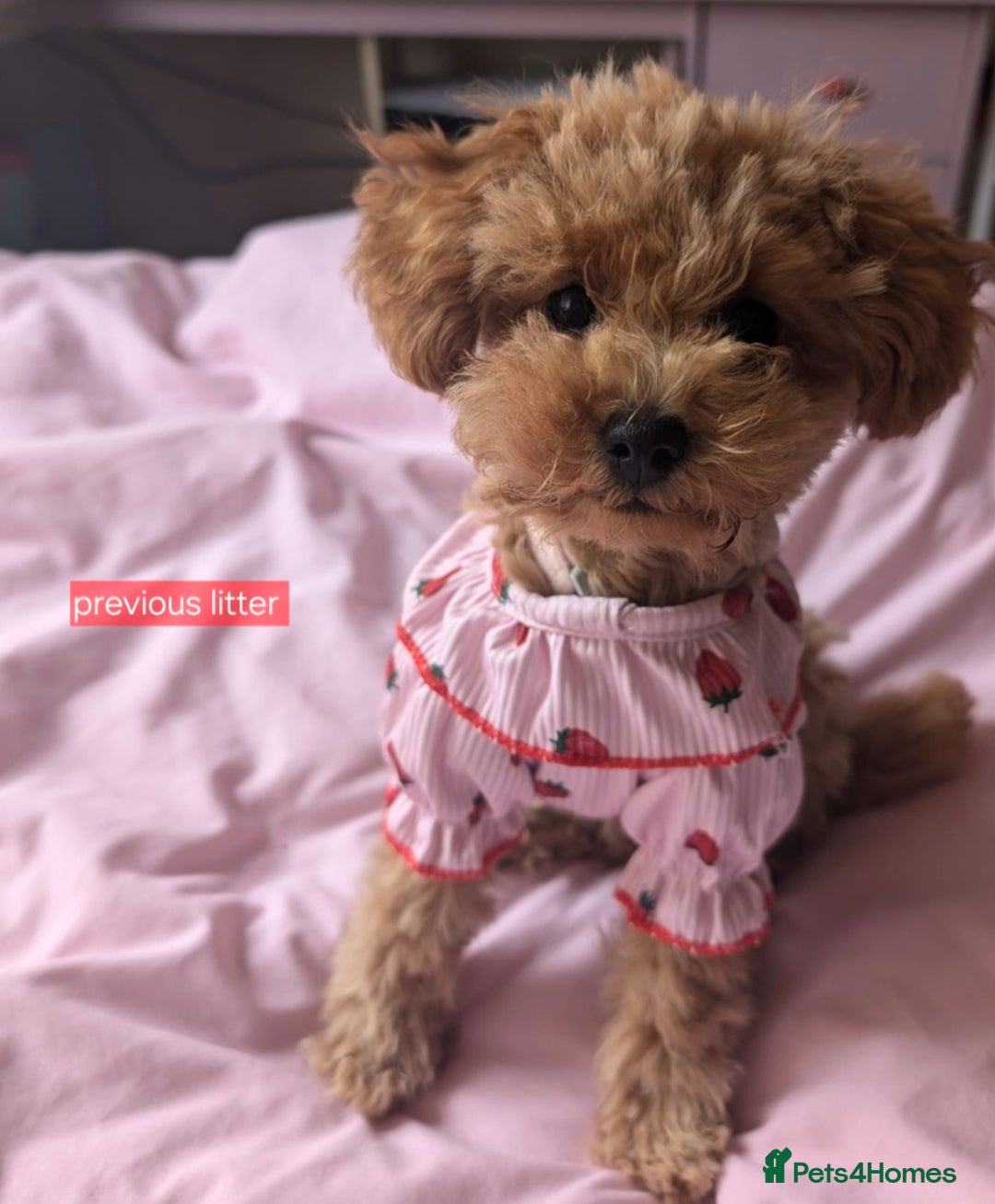 Maltipoo dogs for sale: Beautiful Toy Maltipoo Puppies   - Advert 17