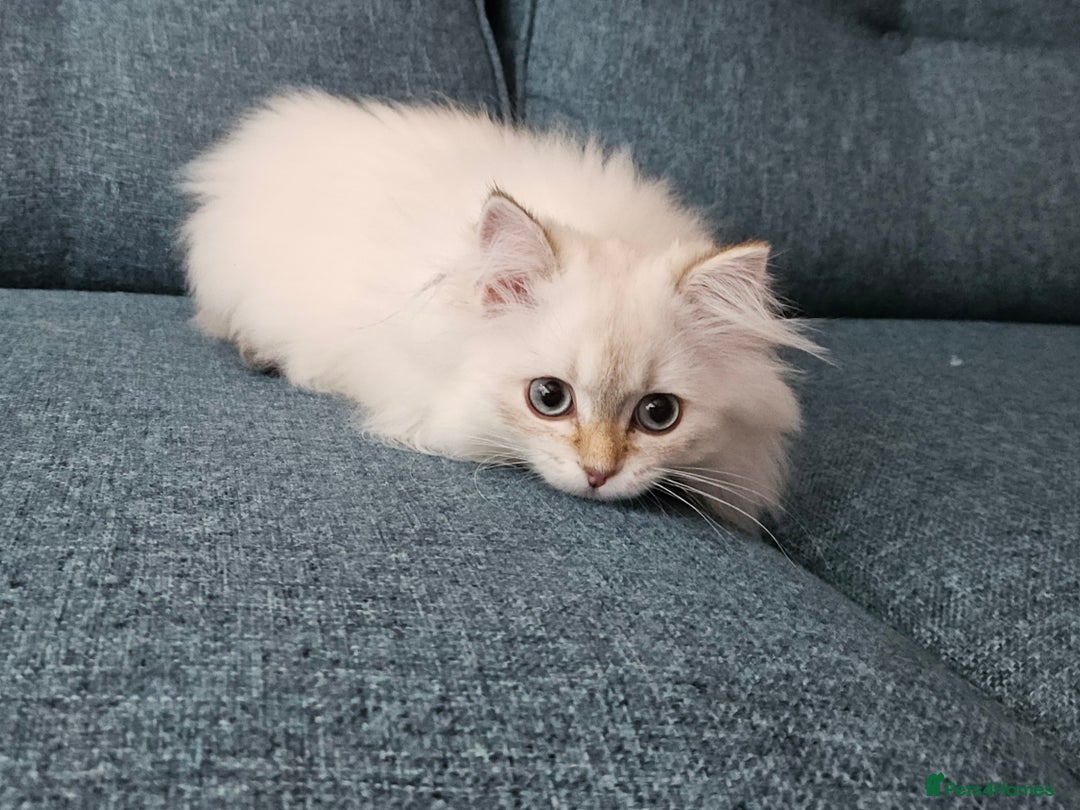 Scottish Fold cats for sale: Excellent Scottish straight girl ready to go in Erith - Image 9