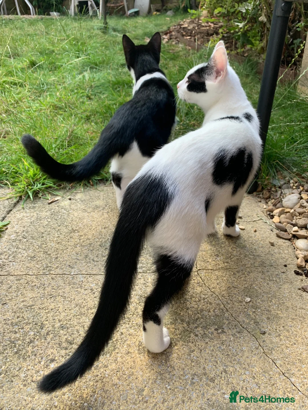 Mixed Breed cats for sale: Two Adorable Sister Kittens for Sale in Huddersfield - Advert 2
