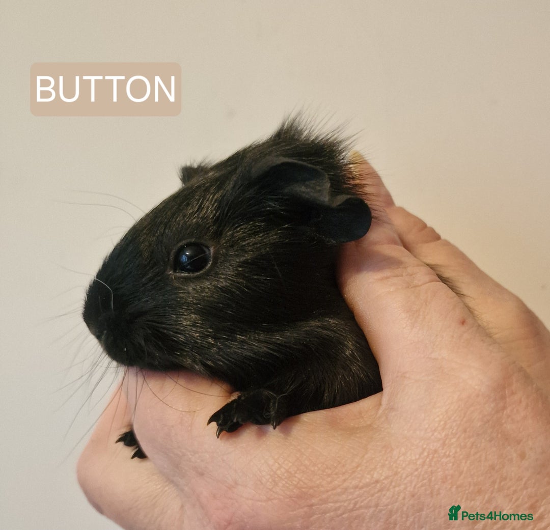 Guinea Pig rodents for sale: Female guinea pigs  - Advert 18