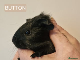 Guinea Pig rodents Female guinea pigs - Advert 6