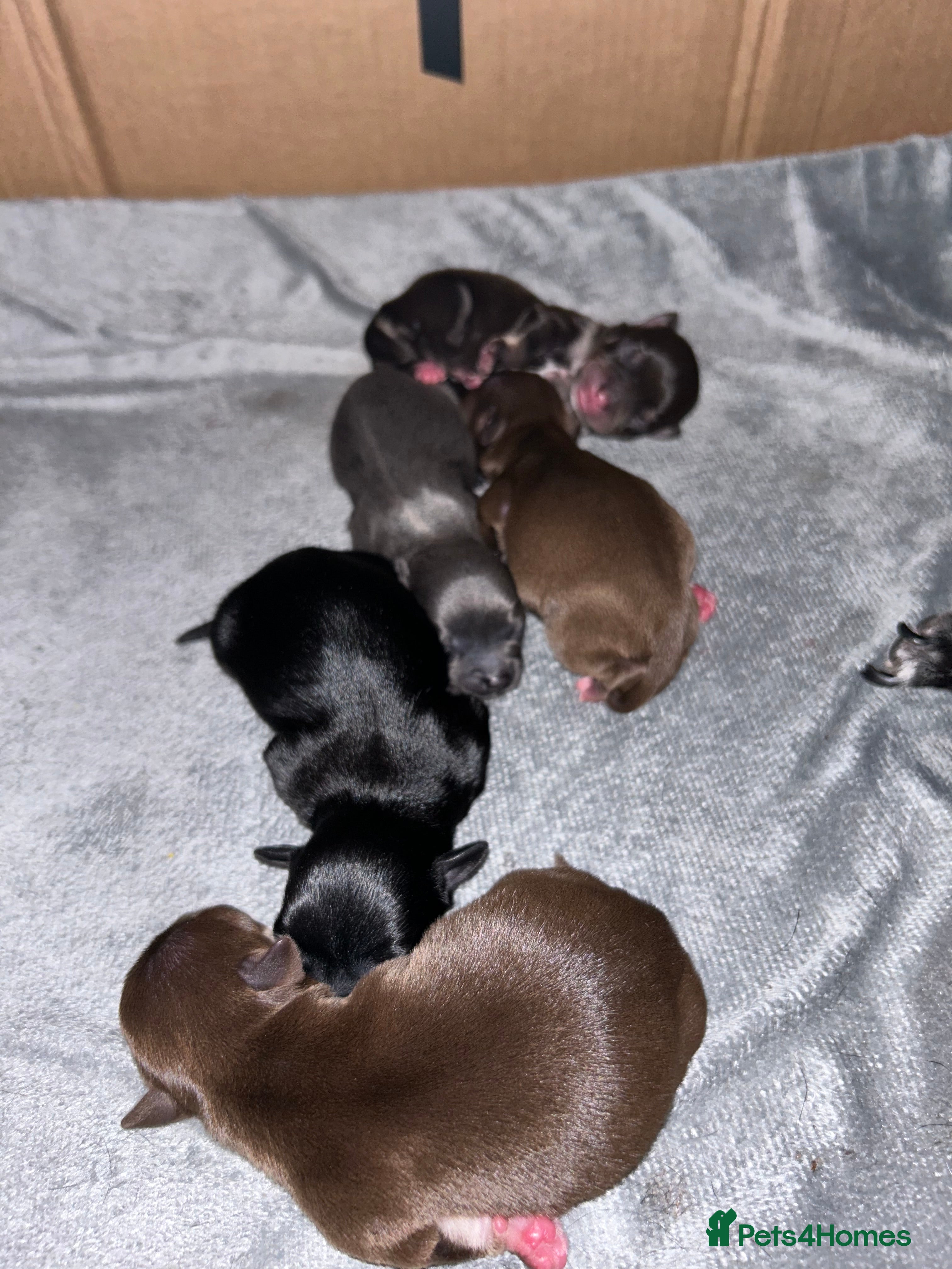 Chihuahua dogs Chihuahua Boy for stud Brown  - Advert 1