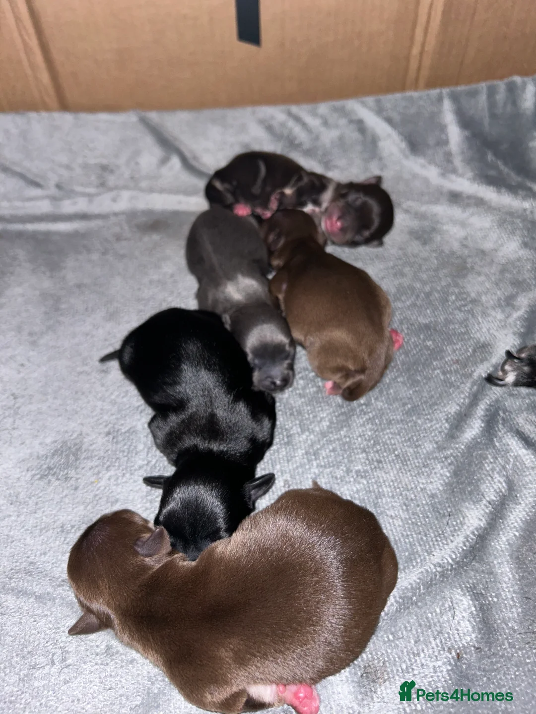 Chihuahua dogs for stud: Chihuahua Boy for stud Brown  - Advert 1